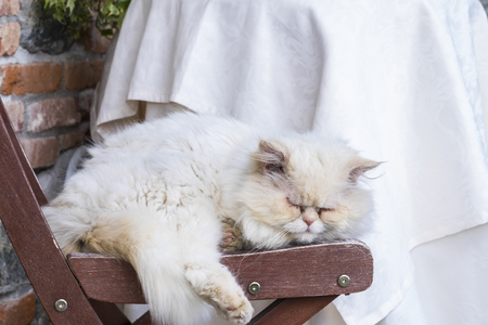 lazy white cat sleep on the chairs in a quiet day afternoon. country side backgroundの写真素材