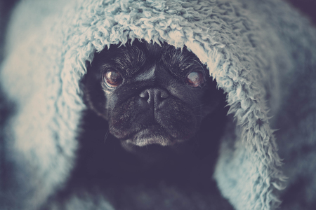 black old pug sit down looking at you serious and intense. canine life at home on a blue cover with defocused background. Rapper image lifestyle with dog.の写真素材