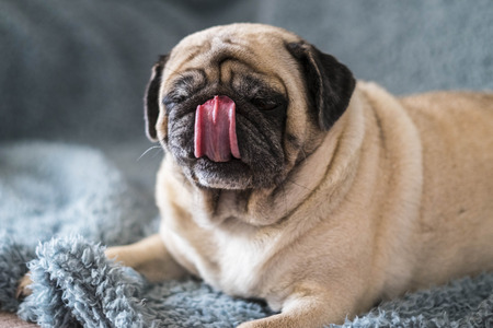 home funny image of nice clear pug waiting the food lay down on a blue cover. big tongue on the nose. lazy concept.の写真素材