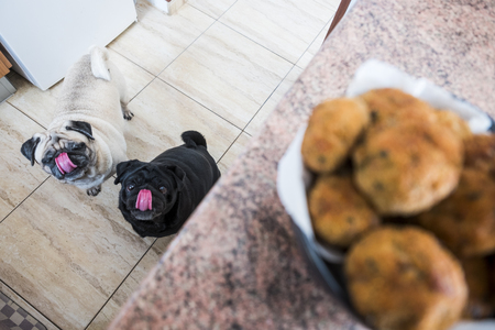 tongue out for couple of pug pug dogs waiting for meatballsの写真素材
