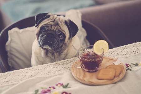 beakfast time for clear nice pug sitting on the chair near the table. tea and biscuits for a great morning wake up  or afternoon break.の写真素材