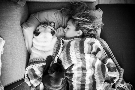 a woman with long curly hair sleeping in a woolen blanket with two pug dogsの写真素材