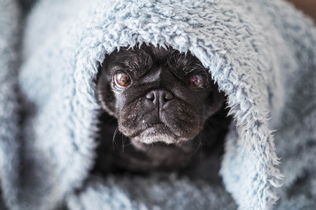 nice old pug under the sheet at home. sweet and nice to protect your home. beautiful colors blue and cyan. Rapper mood image.の写真素材