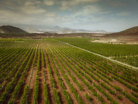 beautiful scenery view of vineyards field in tenerife. colorful with green and blue nice sky with clouds landscape. peaceful wine industry concept. aerial view and inifinte grapevineの写真素材