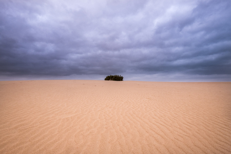 green single plants over a dune in the corralejo desert in fuerteventura. Dramatic big cloudy sky above the nature and straigh lines to the plant. nobody concept and climate change.の写真素材