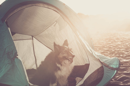 nice border collie dog in a tent along the beachの写真素材
