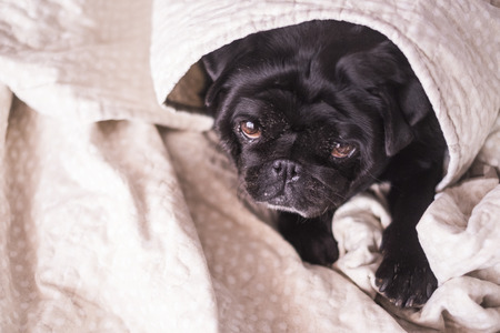 pug dog is having fun playing under the blanket. Lying on a brown couch, you look with tender eyes wrapped in a white blanket.の写真素材