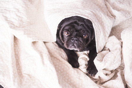 pug dog is having fun playing under the blanket. Lying on a brown couch, you look with tender eyes wrapped in a white blanket.の写真素材