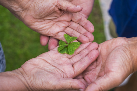pair of caucasian aged hands have found and take a lucky quatrefoil to start a new happy day together. love and life for a lot of years. luck concept for old peopleの写真素材