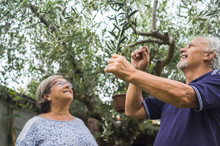 couple od senior man and woman caucasian work together checking an olive tree in summer outdoor activity at home. smile and happy for the work done. natural and countryside lifestyle to reach happiness.の写真素材