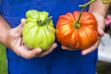 senior adult woman aged hands take and offer to you two tomatoes one green one red.の写真素材