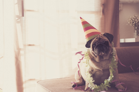 white pug sitting on sofa celebrating with colorful cap and green necklace. vintage filter. Party hatの写真素材