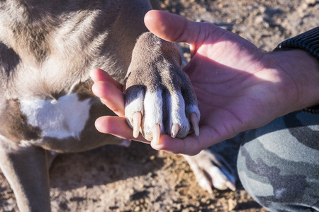 closeup with dog paw and man hands touching together in complete friendship forever and protection concept - best friends foreverness and love relationship between person and animalの写真素材