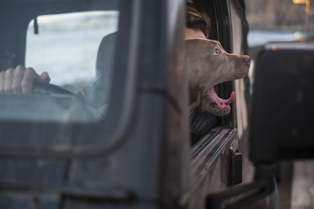funny dogs driving a black car alone and shouting to others drivers. traffic and travel transport concept image. carryed from the best friend manの写真素材