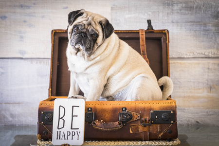 old white pug sitting inside an old carrying case luggage. defocused background ancient style for wallpaper. Be happy  and travel lifestyle conceptの写真素材