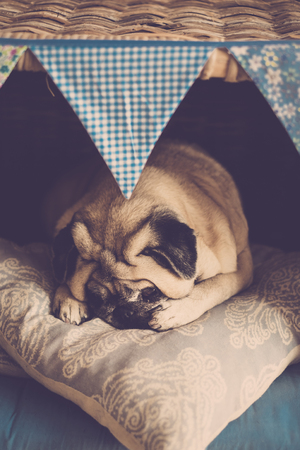 Old pretty white pug dog sleeping into his little homeの写真素材