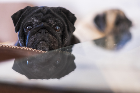 Black beautiful looking at camera on the table. second clear dog pug in the backgroundの写真素材
