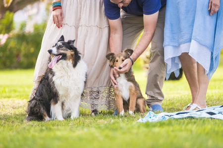Group of family parents standing on a meadow with their two adorable young puppies dog - friendship and love for animals concept in outdoor leisure activity togetherの写真素材