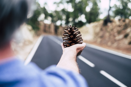 Woman cacuasian hand close up taking pinecone natural - road in defocused background - concept of environemnt and love takie care of nature - mountain tourismの写真素材