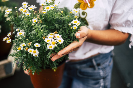 The young woman in a greenhouse with many seedlings admires the growth of white flowers like daisies. Concept of care and passion for nature - environment and love for nature and gardenindの写真素材