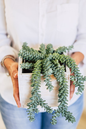 Close up of wcaucasian woman's hands taking a green plant - environment and nature protection and care concept - decorations at homeの写真素材