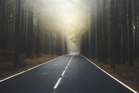 Long way road with sun at the end at the mountain with pines forest and fog clouds in front and grey clear sky - ground point of view with black asphalt and white lines - driving and travel conceptの写真素材