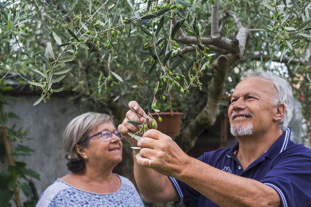 olive tree. elderly senior couple in countryside like home farm work together, with plants cutting and repair them. family concept of life forever together with love and affectionの写真素材