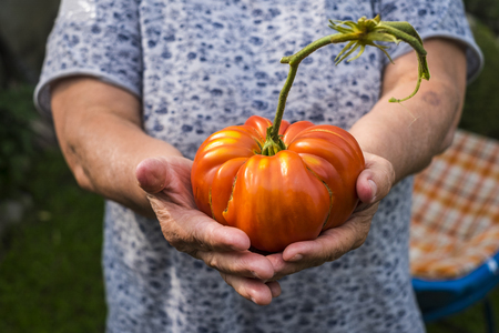 Old woman hands in close up show a big original biological natural tomato - healthy lifestyle for people - seasonal vegetarian food to live healthの写真素材
