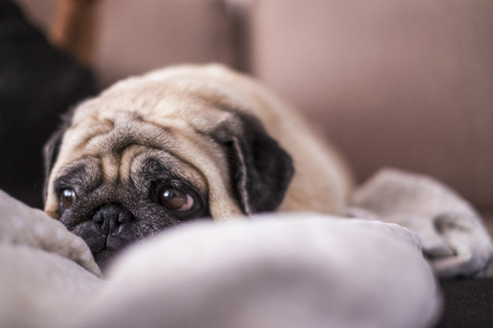 pug dog is having fun playing under the blanket. Lying on a brown couch, you look with tender eyes wrapped in a white blanket - animal love and protection conceptの写真素材