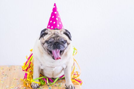 Party and event celebration fun concept with laxy and tired funny pug dog with hat and confetti making yawn and wait to go sleep - nice animal with white backgroundの写真素材
