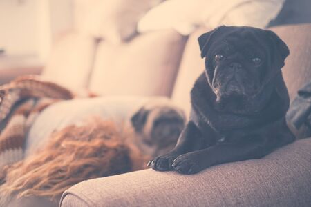 dog sitting on the sofa after wake up looking at the camera with a woman and another white dog sleeping in the backgroung at the morning - canine and beautiful pugの写真素材