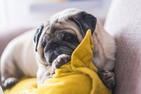 Lazy beautiful old puppy dog pug rest at home on the sofa - best friend forever dog conceptの写真素材