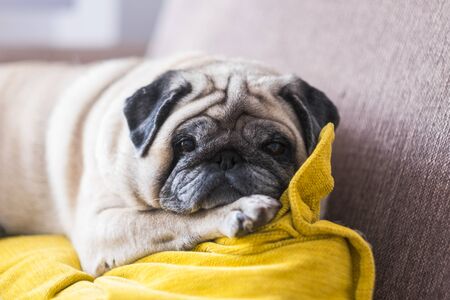 beautiful pug looking at the camera lying down on the sofa sleeping isolated and alone - white dog and canine animal happy and curiosedの写真素材