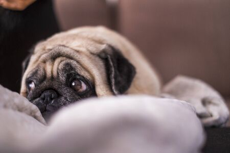 Lazy and tender sweet pug pet dog under a blanket no the sofa at home - adorable domestic animal conceptの写真素材