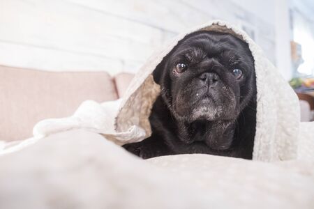 Lazy and tender sweet pug pet dog under a blanket no the sofa at home - adorable domestic animal conceptの写真素材