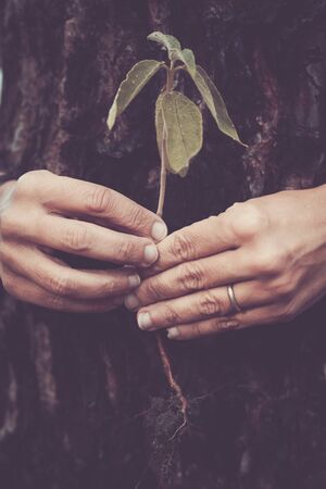 close up two hands holding a small plant with a tree on the back - save the forest lifestyle and change climate concept - saving the world together respecting the naure conceptの写真素材