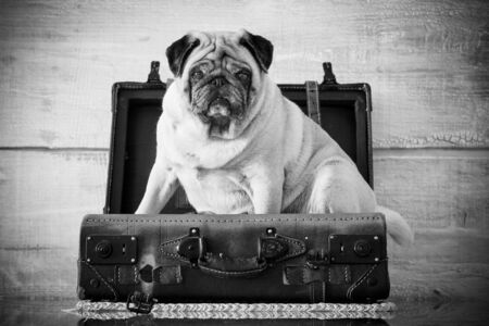 dog pug sweet and funny inside a luggage on the table, always ready to start. wanderlust concept and old vintage troppey. Travel funny animal imageの写真素材