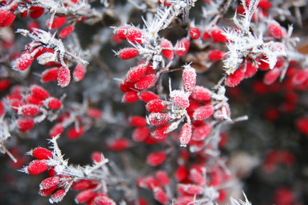Red berries in white frostの写真素材