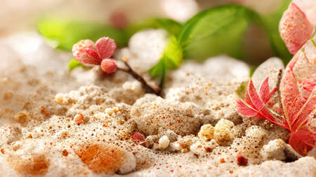 seaside beach plant illustration imageの写真素材