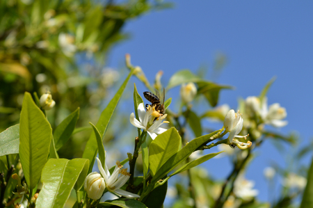 Flower of Sicily, Close-up of Clementine Flowers with a Bee Collecting Pollenの写真素材
