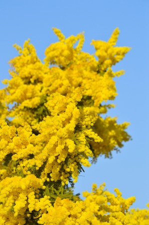Close-up of Mimosa in Bloom, Silver Wattle, Acacia Dealbataの写真素材