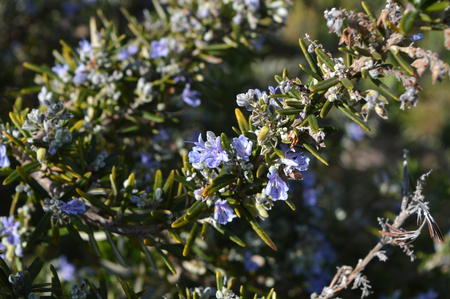 Close-up of Rosemary Flowers, Macro Natureの写真素材