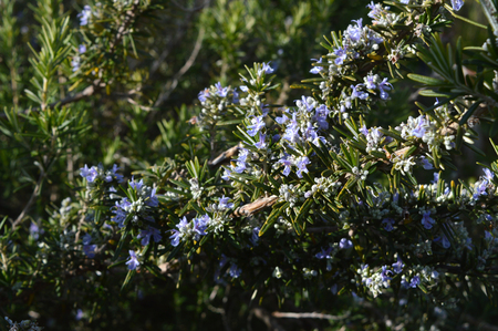 Close-up of Rosemary Flowers, Macro Natureの写真素材