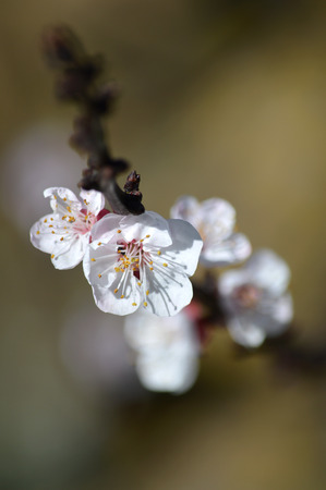 Close-up of White Apricot Blossom, Nature, Macroの写真素材