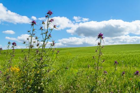Beautiful Sicilian Landscape, Mazzarino, Caltanissetta, Sicily, Italy, Europeの写真素材