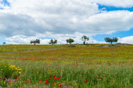 Beautiful Spring Scenery, Mazzarino, Caltanissetta, Sicily, Italy, Europeの写真素材