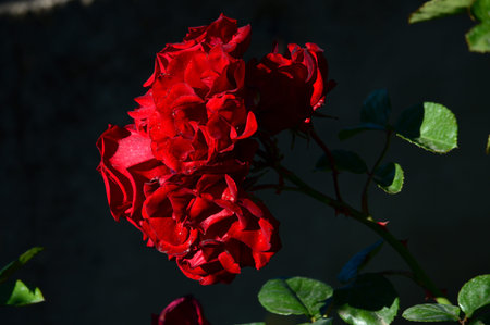 Close-up of a Beautiful Red Rose, Nature, Macro