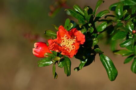 Close-up of a Pomegranate Blossom, Nature, Macroの写真素材
