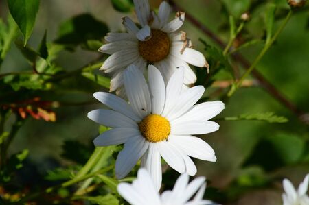 Beautiful White Daisy Bush, Nature, Macroの写真素材