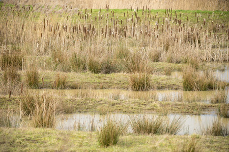 Wetlandsの写真素材